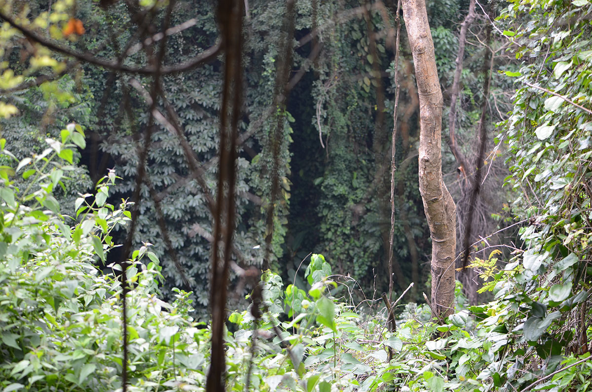 Durch den Urwald zum Wasserfall