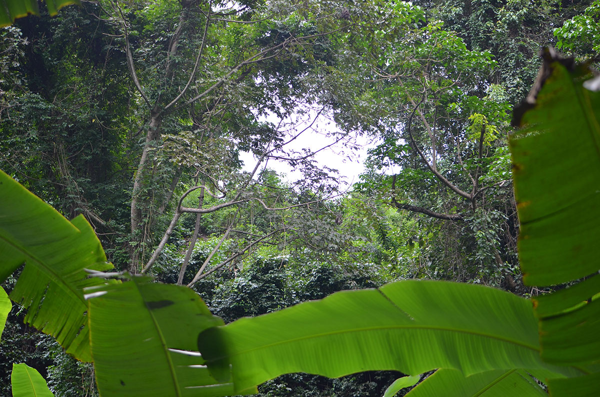 Durch den Urwald zum Wasserfall