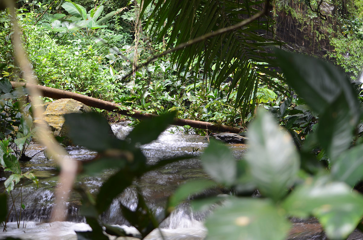 Durch den Urwald zum Wasserfall
