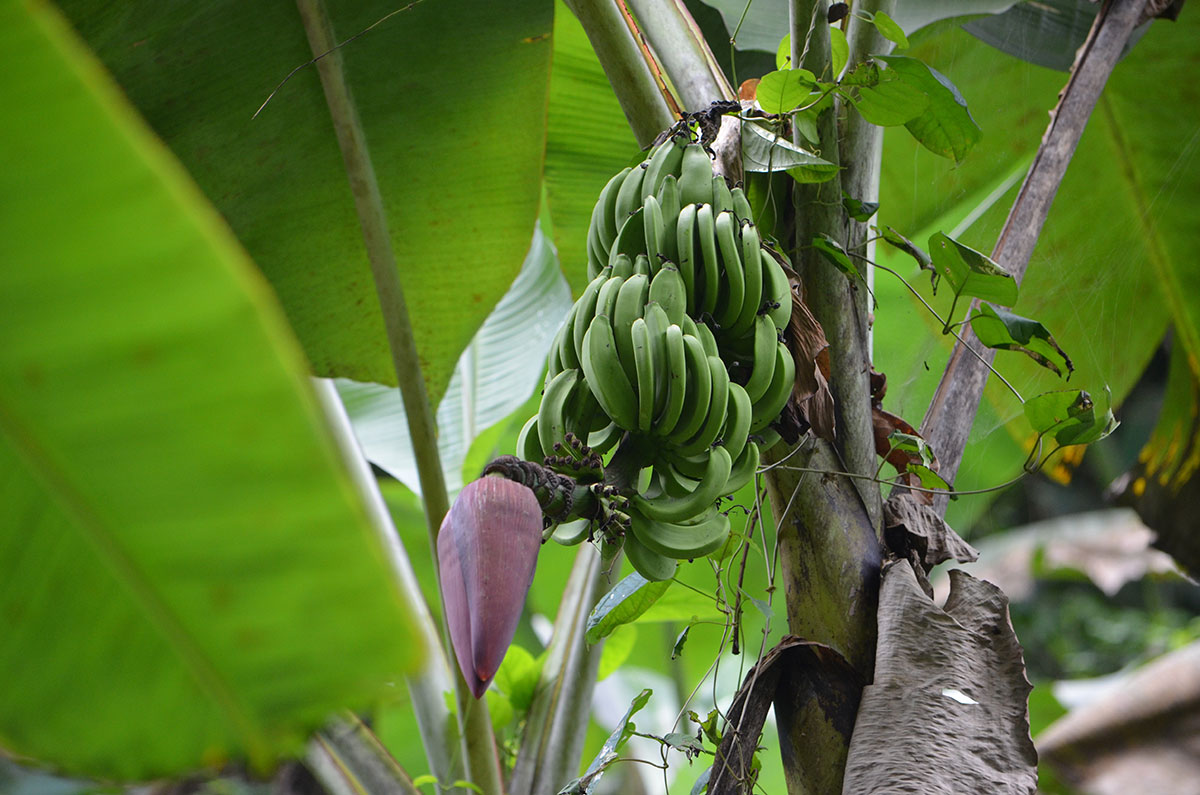 Durch den Urwald zum Wasserfall