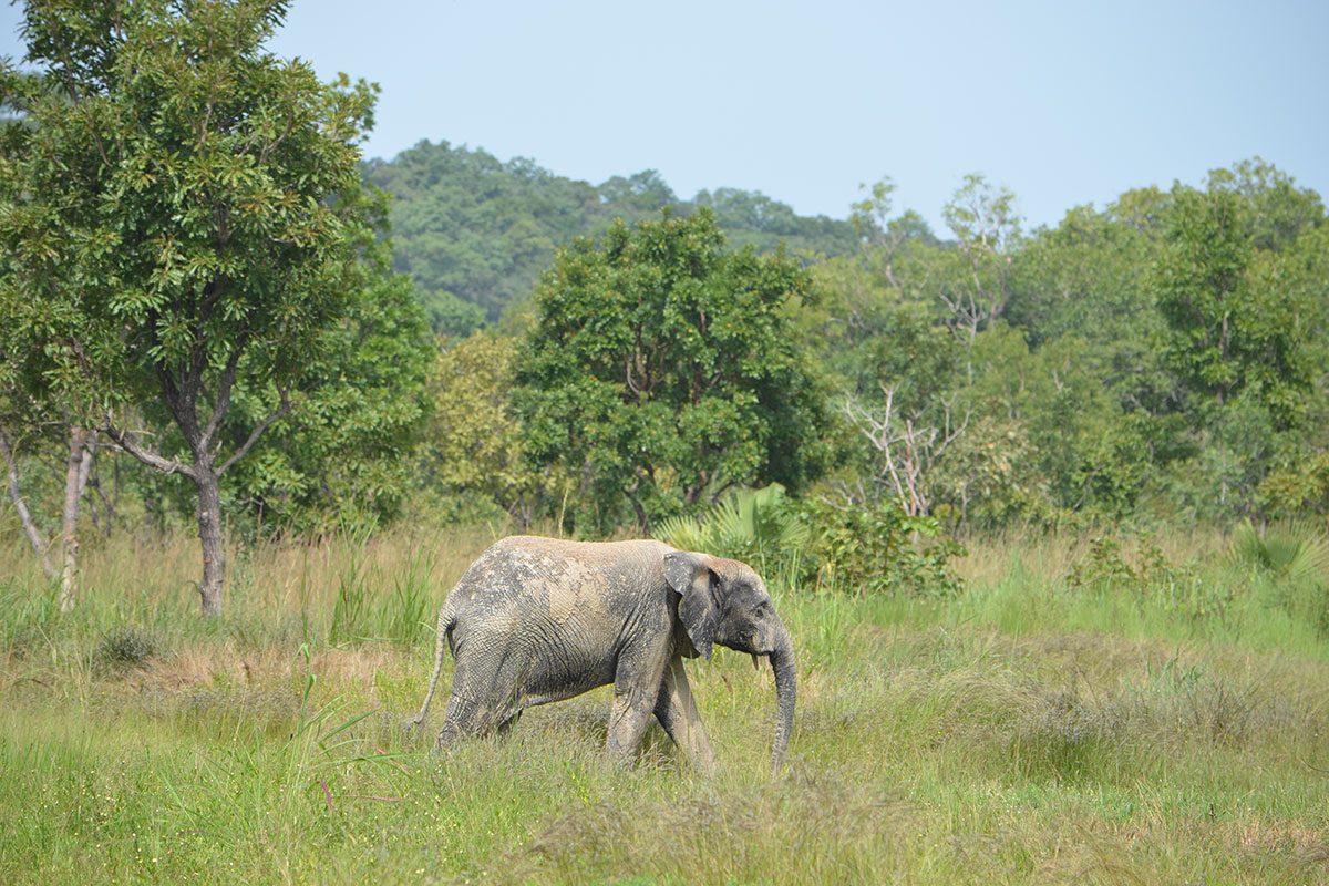 Elefantenpark Djamde