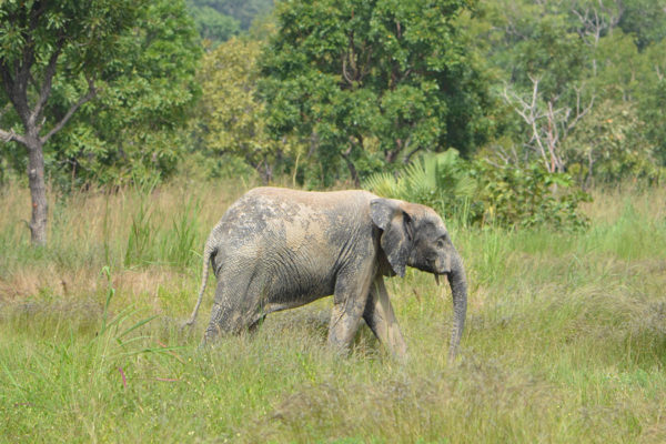 Elefant im Nationalpark von Djakpleme