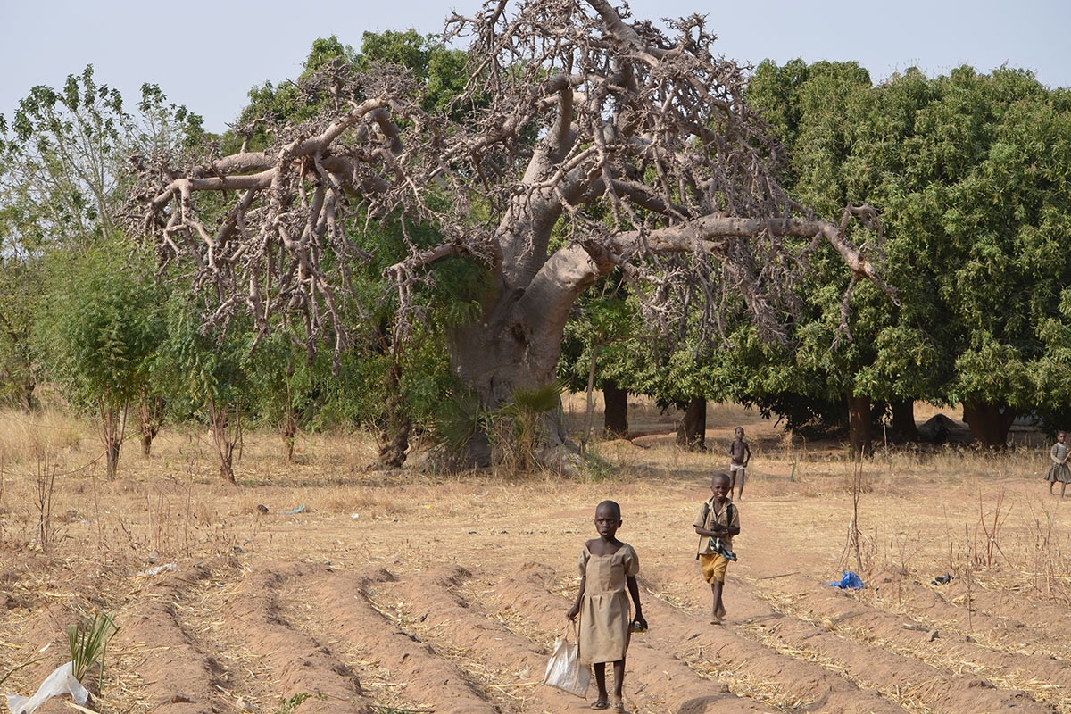 Ein uralter Baobab ganz im Norden Togos