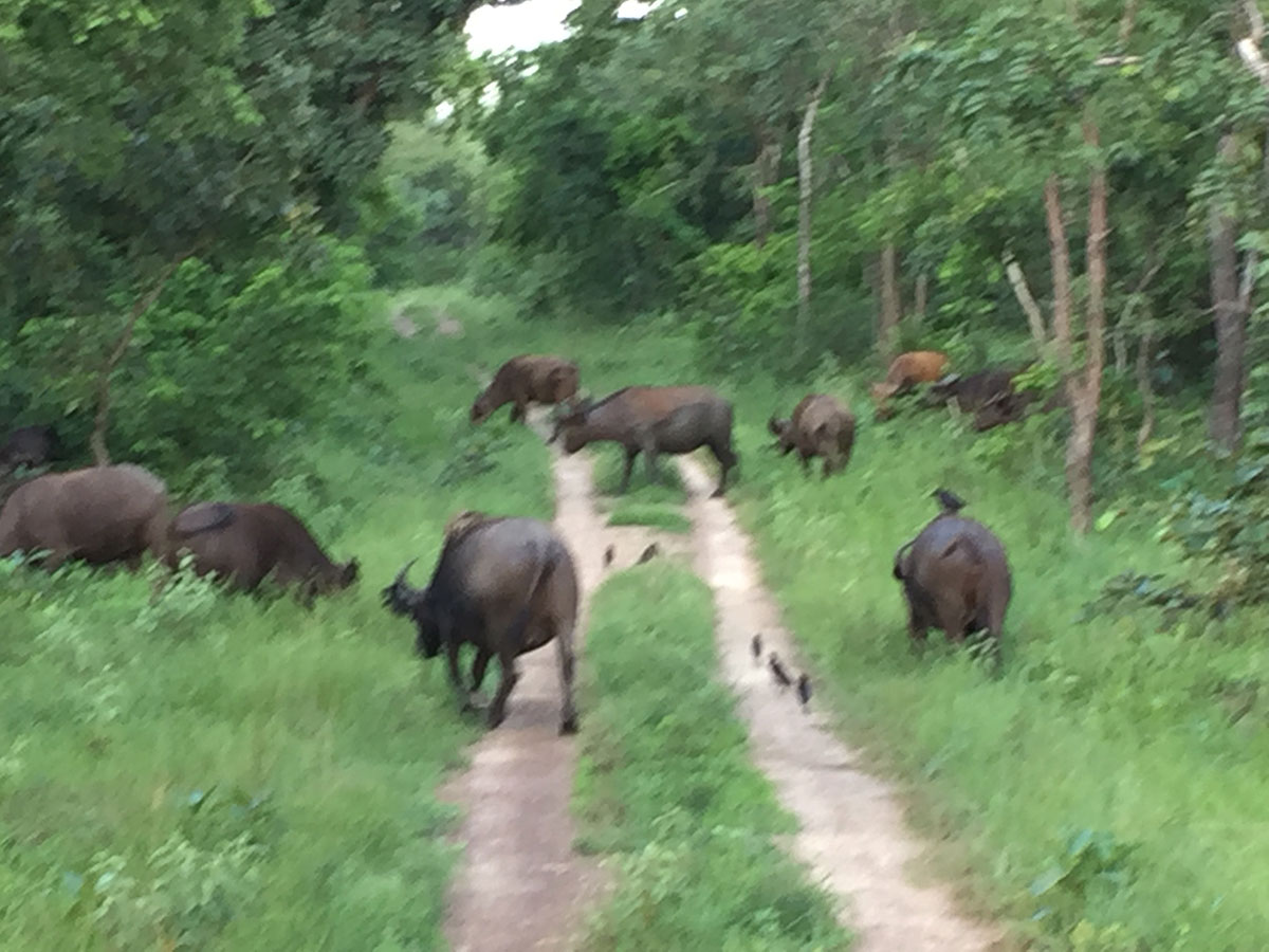 Togo-Reise - Sommer 2017 - Büffelherde