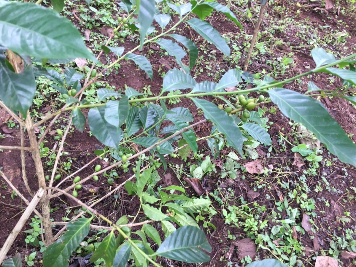 Eine Kaffeepflanze - Das sind Arabica Bohnen