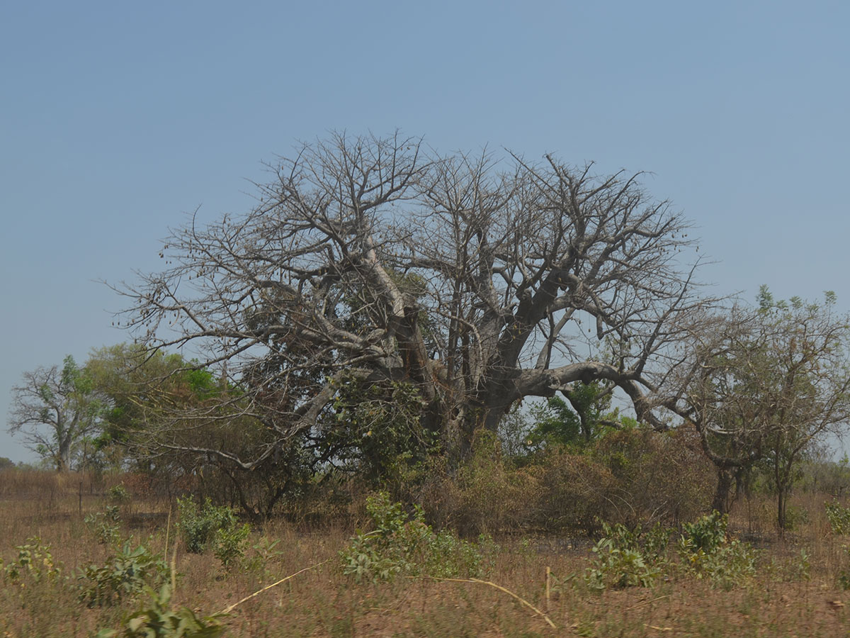 Baobab in der Trockenzeit