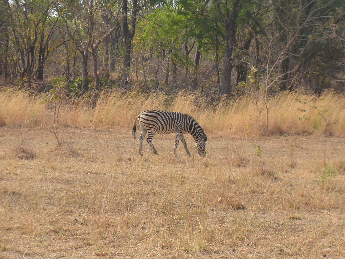 Zebra im Sarakawa Park