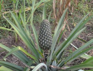 Ananas-Frucht am Strauch